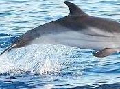 France a-t-elle besoin d’un dauphin?