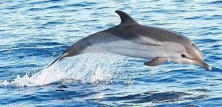 La France a-t-elle besoin d’un dauphin?