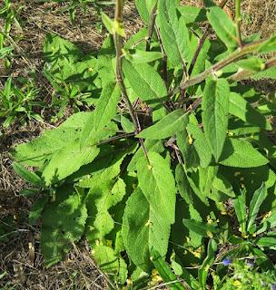 Molène noire (Verbascum nigrum)