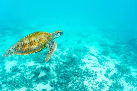 L’expatriation à l’île Maurice – Trouvez votre maison ou appartement de rêve L’expatriation à l’île Maurice – Trouvez votre maison ou appartement de rêve