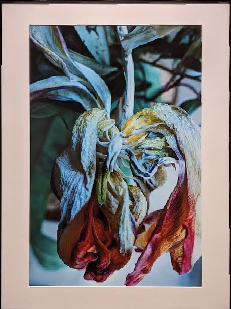 Flower Power Munich 2023 — Métamorphoses, photographies de Herlinde Koelbl — Une exposition au Bayerisches National Museum