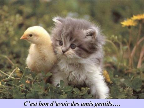 Divers - La Gentillesse