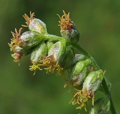 Armoise commune (Artemisia vulgaris)