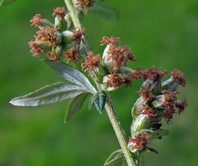 Armoise commune (Artemisia vulgaris)