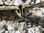 Papilio machaon vous souhaite bonne semaine