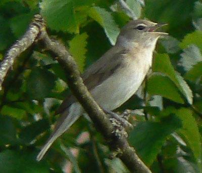 La fauvette des roseaux, René Char Garden_Warbler