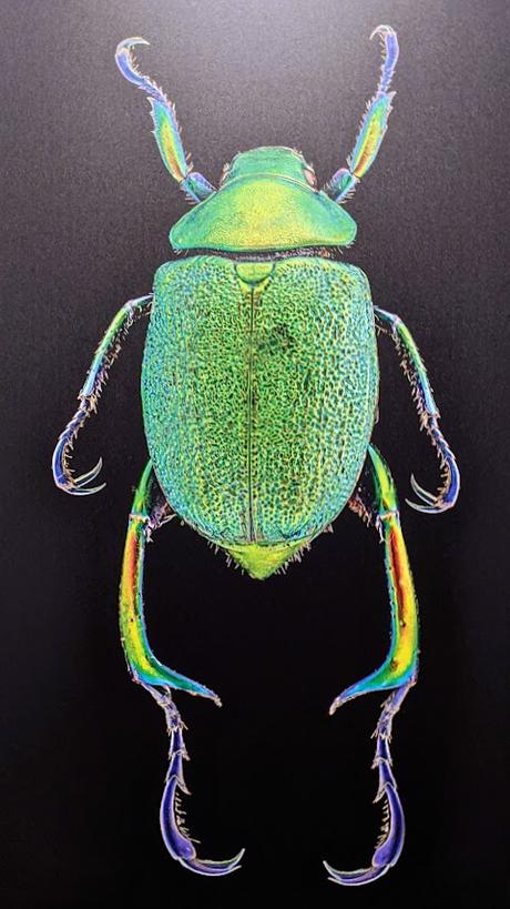 GANZ NAH — Les coléoptères photographiés en mode macro par Thomas Büchsemann au Museum Mensch und Natur de Munich GANZ NAH — Les coléoptères photographiés en mode macro par Thomas Büchsemann au Museum Mensch und Natur de Munich