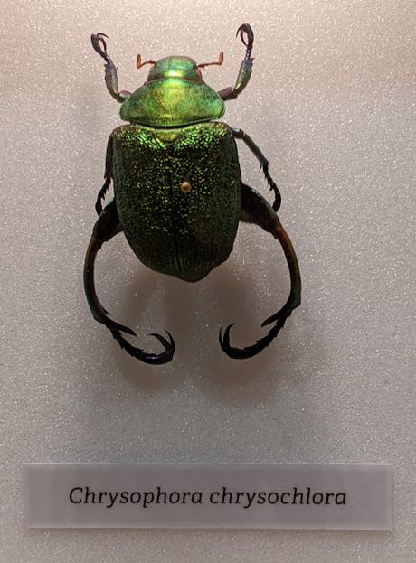 GANZ NAH — Les coléoptères photographiés en mode macro par Thomas Büchsemann au Museum Mensch und Natur de Munich GANZ NAH — Les coléoptères photographiés en mode macro par Thomas Büchsemann au Museum Mensch und Natur de Munich