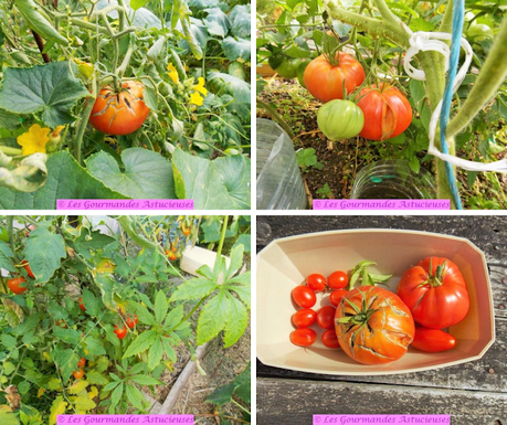 Spaghettis de courgettes aux tomates en 3 préparations (Vegan)