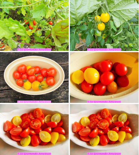 Spaghettis de courgettes aux tomates en 3 préparations (Vegan)