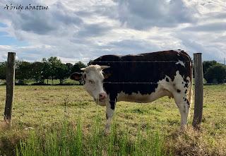 La France, pionnière de l'identification des bovins, et particulièrement la Mayenne