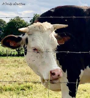 La France, pionnière de l'identification des bovins, et particulièrement la Mayenne