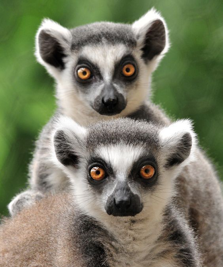 Toute conscience de soi est-elle duelle ? Toute conscience de soi est-elle duelle ?