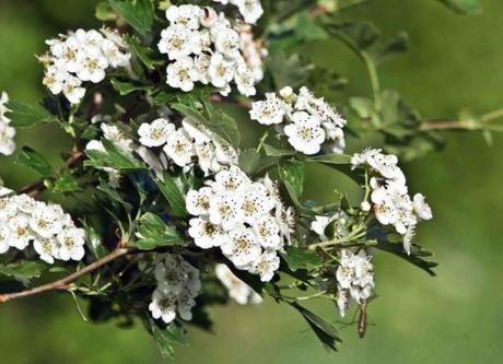 Bribes d'Aubépine Bribes d'Aubépine
