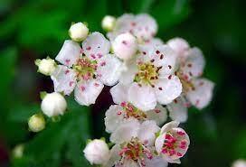 Bribes d'Aubépine Bribes d'Aubépine