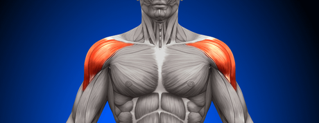 anatomie épaules
