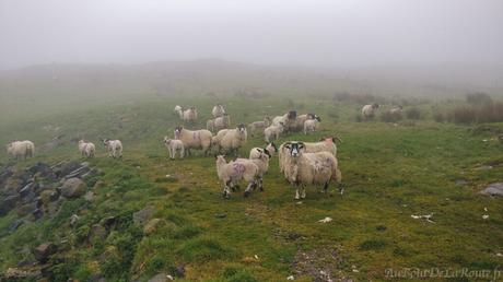 Fairhead's Sheeps