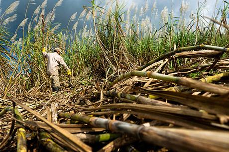 Pourquoi l’île Maurice est un havre de paix pour les entreprises Pourquoi l’île Maurice est un havre de paix pour les entreprises