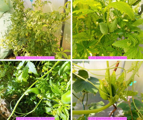 Poêlée de cyclanthères, tomates, noix et écrasée d'orties (Vegan)