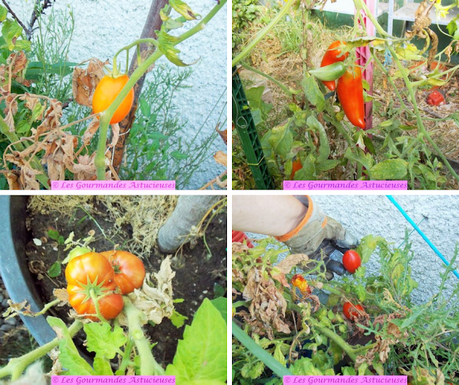 Poêlée de cyclanthères, tomates, noix et écrasée d'orties (Vegan)