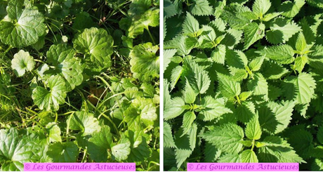 Poêlée de cyclanthères, tomates, noix et écrasée d'orties (Vegan)