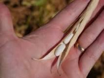 Haricots mogette au poivron et miso blanc Haricots mogette au poivron et miso blanc