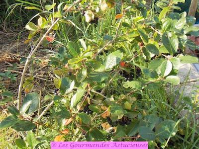 Gelée d'aronie (Vegan)