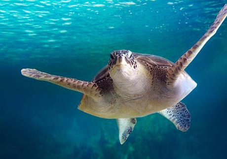 Les Animaux de Compagnie à l’île Maurice – Ce qu’il Faut Savoir Les Animaux de Compagnie à l’île Maurice – Ce qu’il Faut Savoir