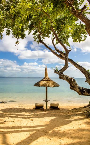 Les Animaux de Compagnie à l’île Maurice – Ce qu’il Faut Savoir Les Animaux de Compagnie à l’île Maurice – Ce qu’il Faut Savoir