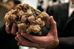 truffe blanche vendue enchères Macao