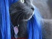 Perruques pour chats.