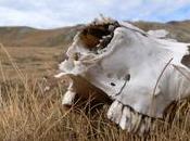 Disponibilité Nokia falloir attendre encore... [MàJ