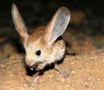 Gerboise longues oreilles