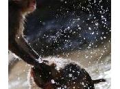 Chez macaques, mâles "payent" pour s'accoupler